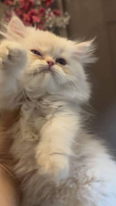 puch face kitten