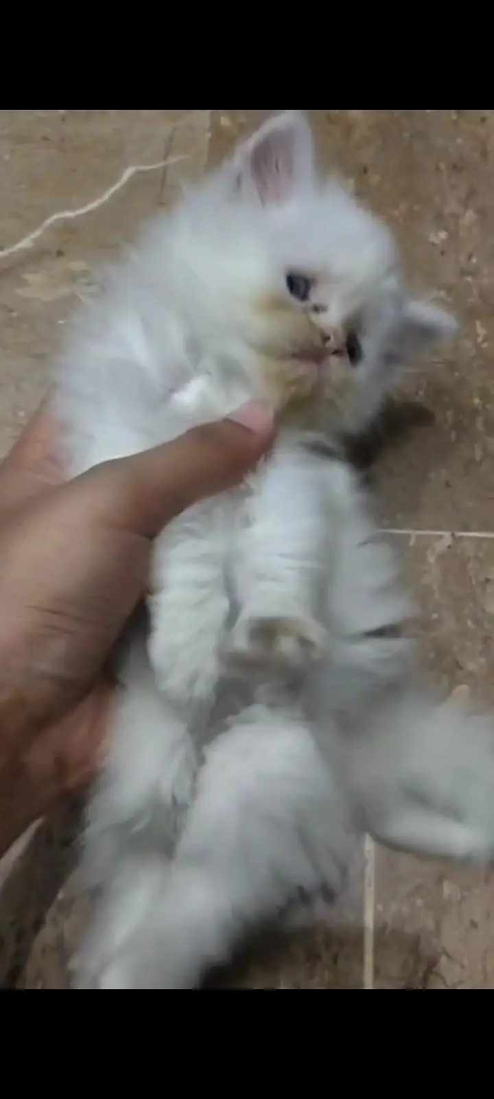 puch face kitten — photo 3