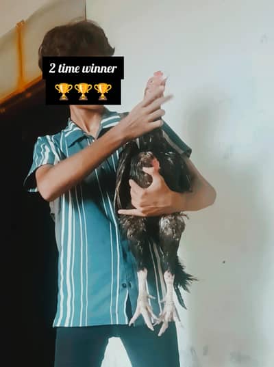 Aseel murga for sale