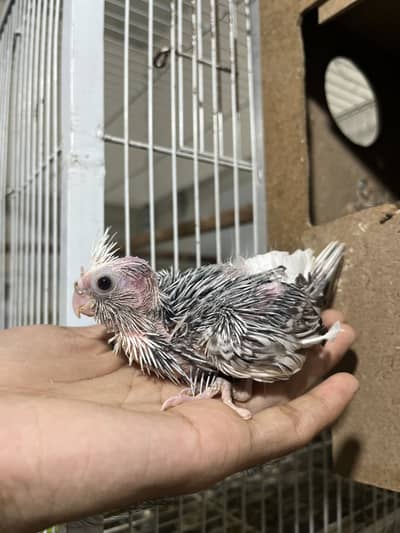 Cockatiel chiks pair / hand cockatiel/ tamed parrots