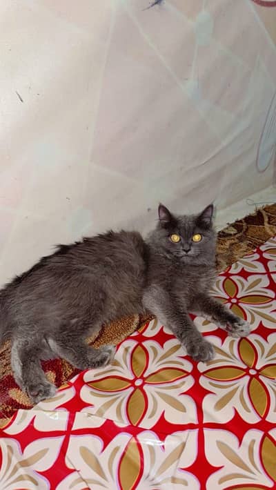 best Persian cat colour