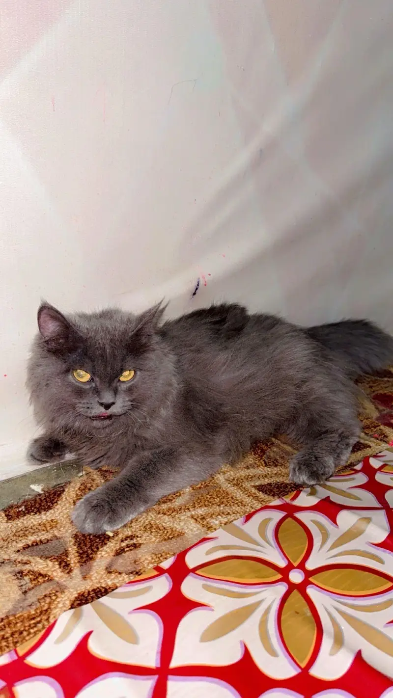 best Persian cat colour — photo 2