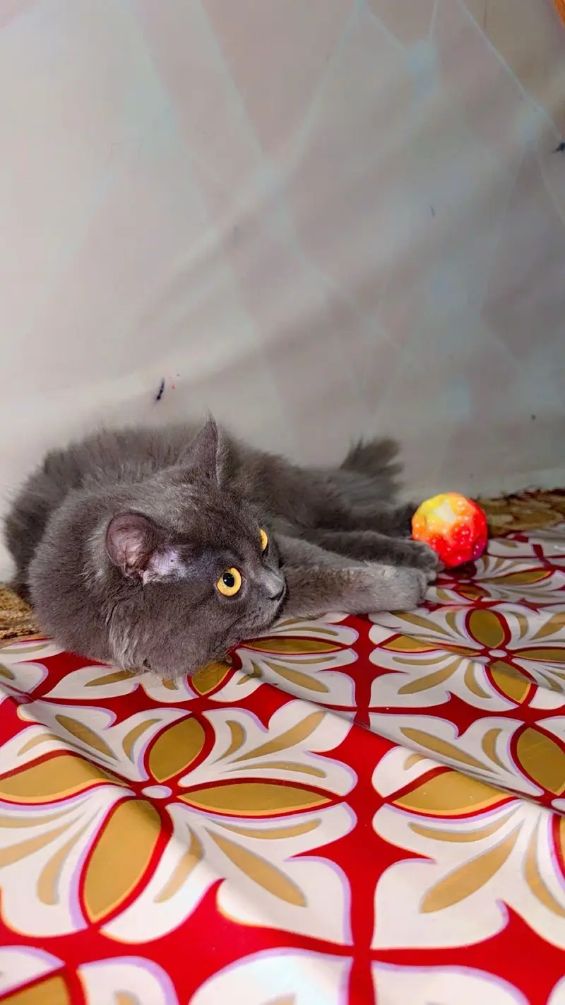 best Persian cat colour — photo 3