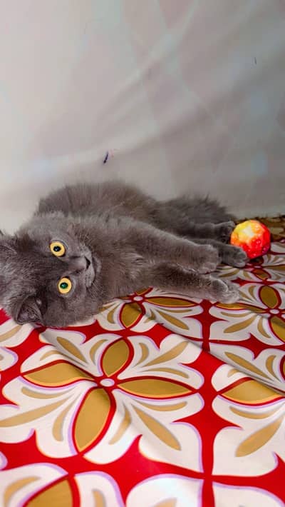 best Persian cat colour