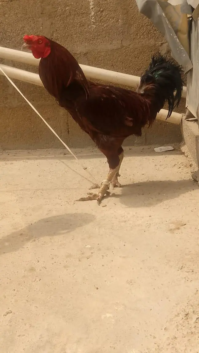 very nice and very active — photo 2