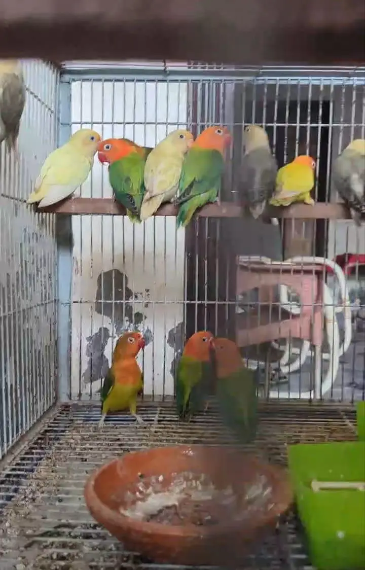 lovebirds for sale 13 PCs — photo 2