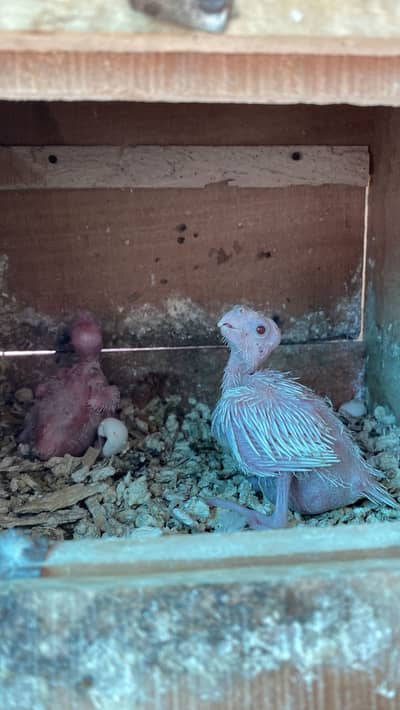 Eno Cocktail Chicks