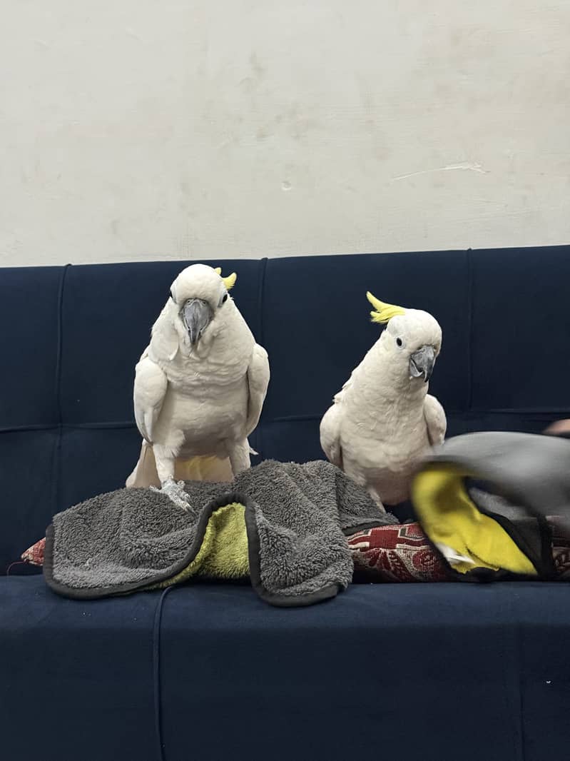 Parrpot pair 0
