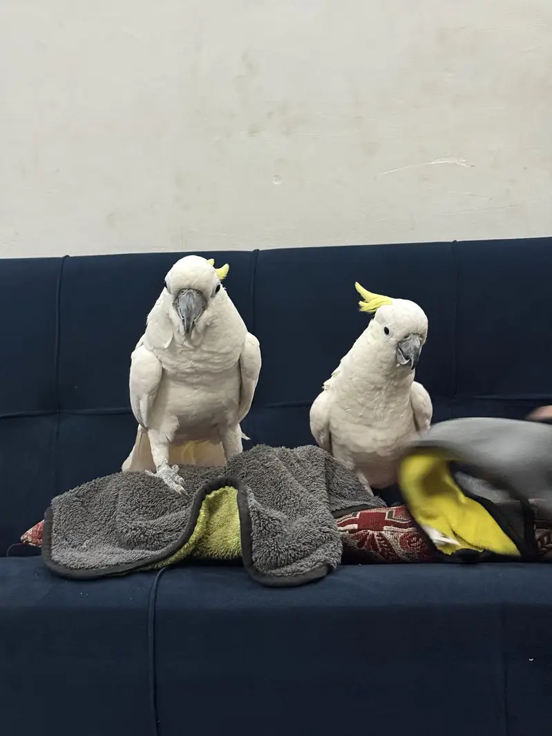Parrpot pair
