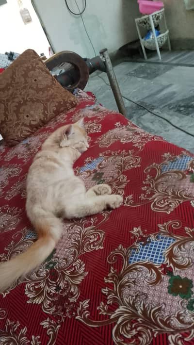 Persian cat