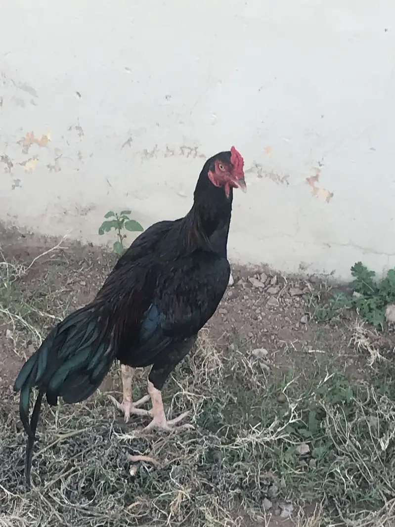 Hasil amroha — photo 6