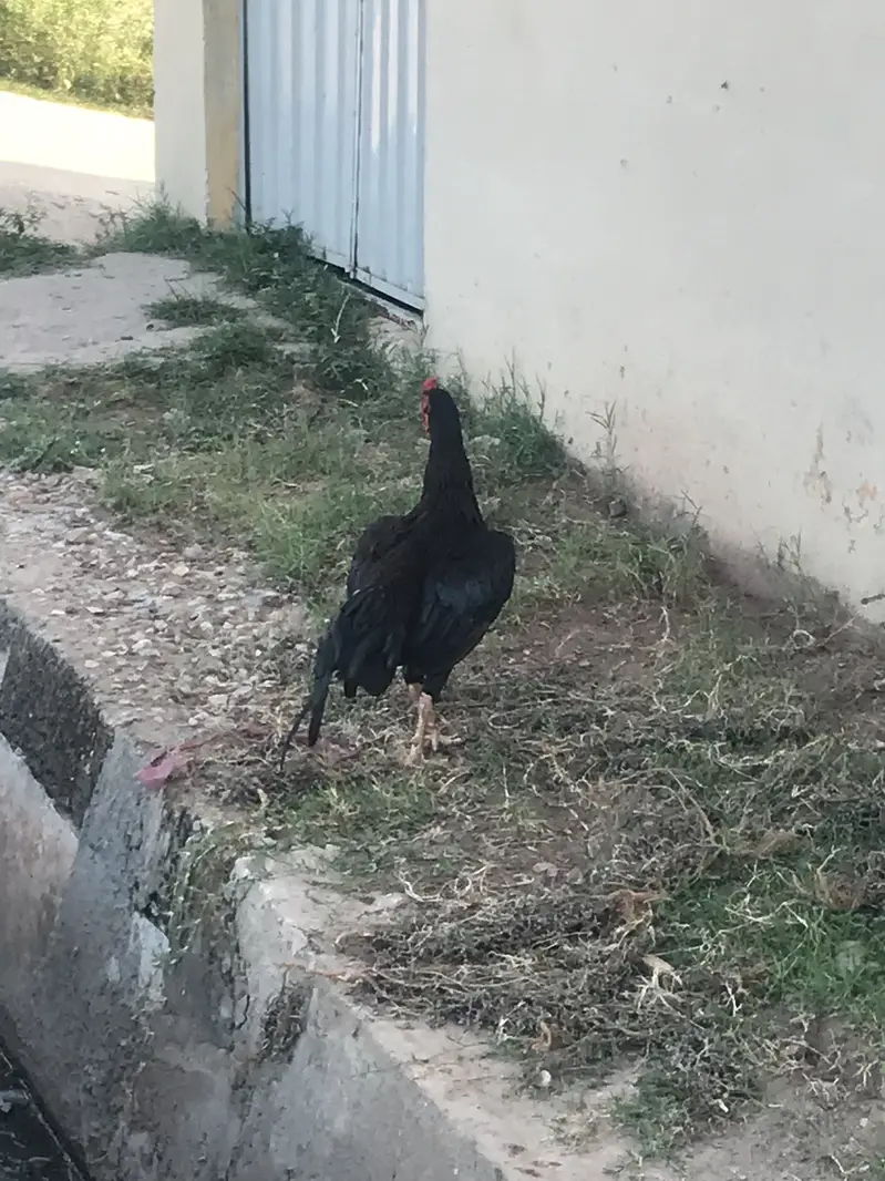 Hasil amroha — photo 7