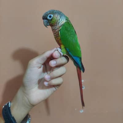 Pineapple conure most friendly parrot