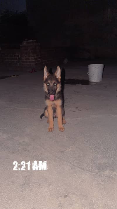 Female puppy for sale