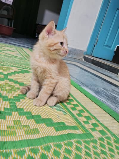 female Triple coat kitten