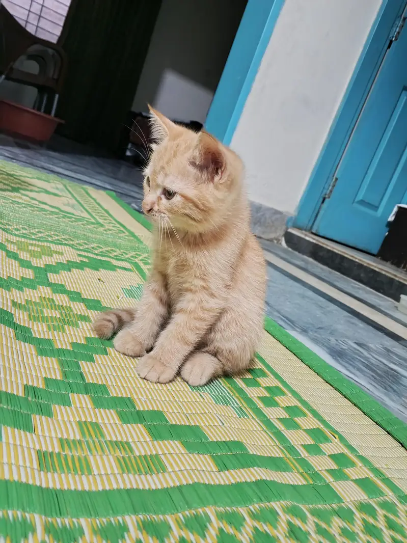 female Triple coat kitten — photo 2