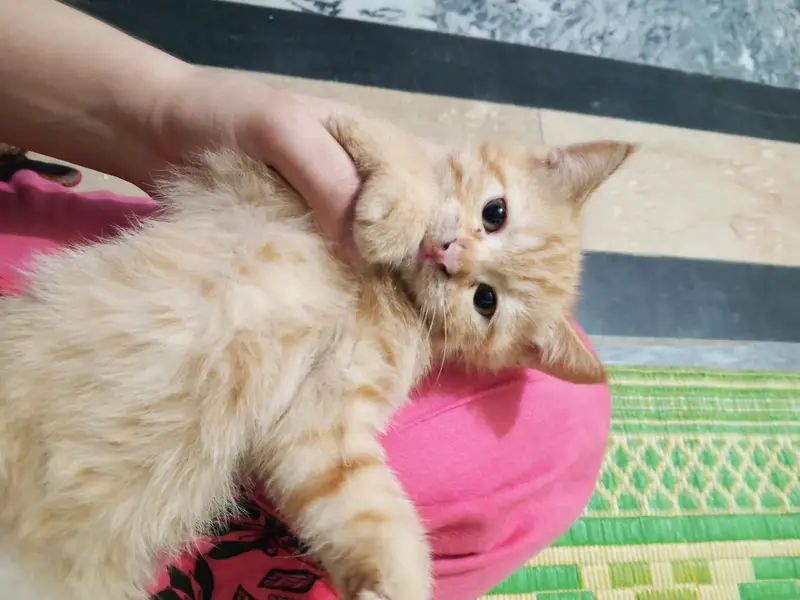 female Triple coat kitten — photo 3