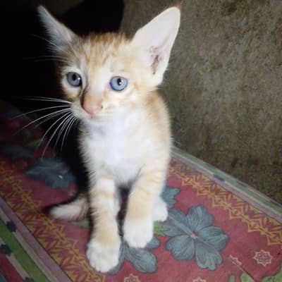 cute  cate