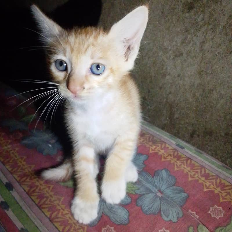 cute  cate 0