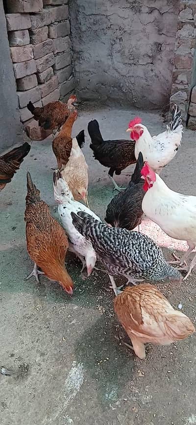 Healthy and active birds for sale
