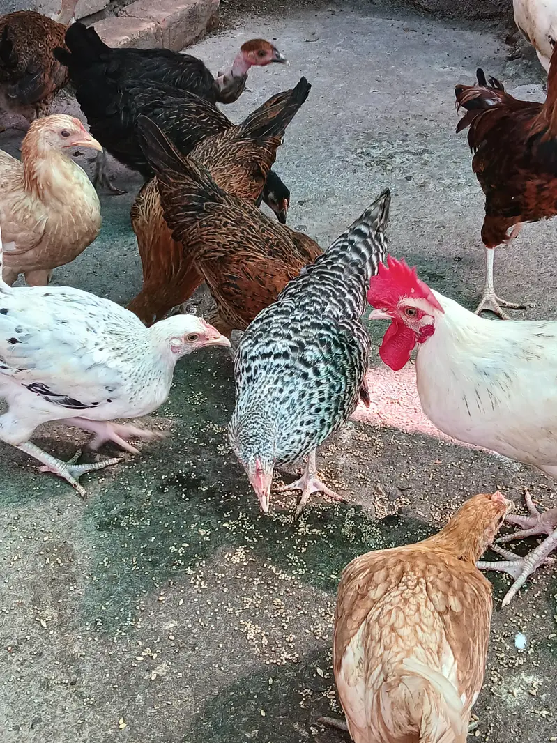Healthy and active birds for sale — photo 2