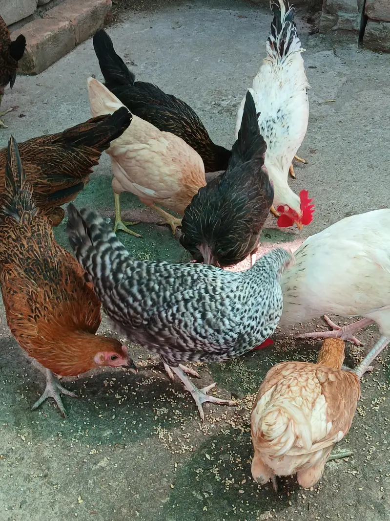 Healthy and active birds for sale — photo 3