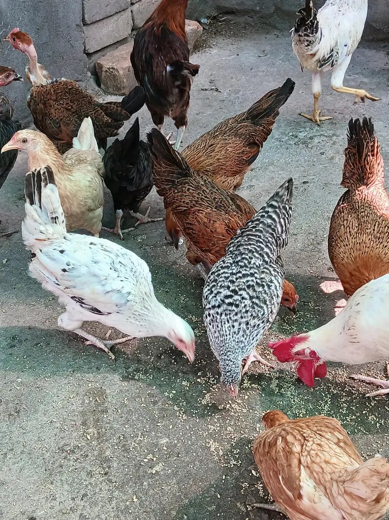 Healthy and active birds for sale — photo 4