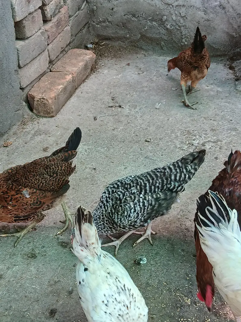 Healthy and active birds for sale — photo 5