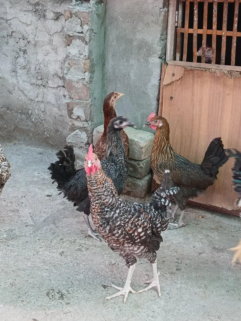 Healthy and active birds for sale — photo 6