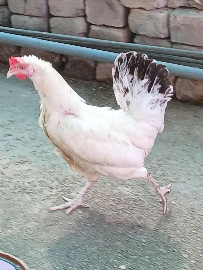 Healthy and active birds for sale — photo 7