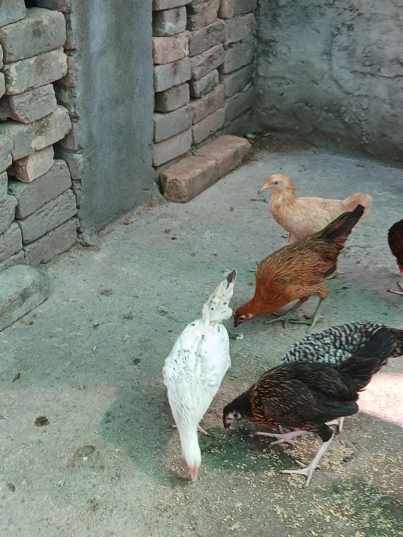 Healthy and active birds for sale — photo 8