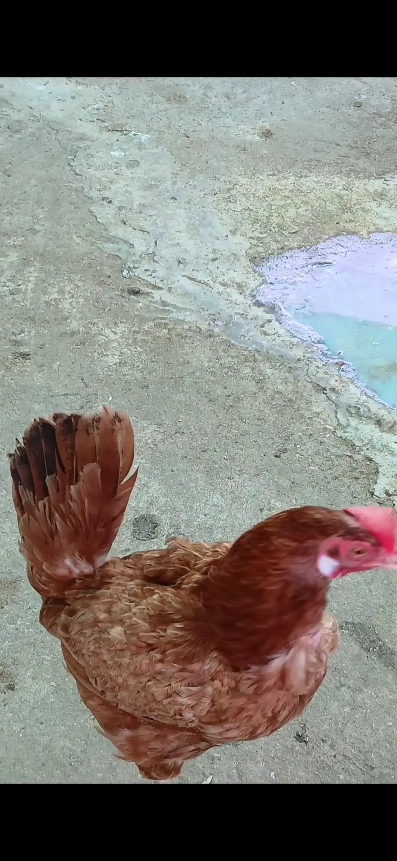 Healthy and active birds for sale — photo 10