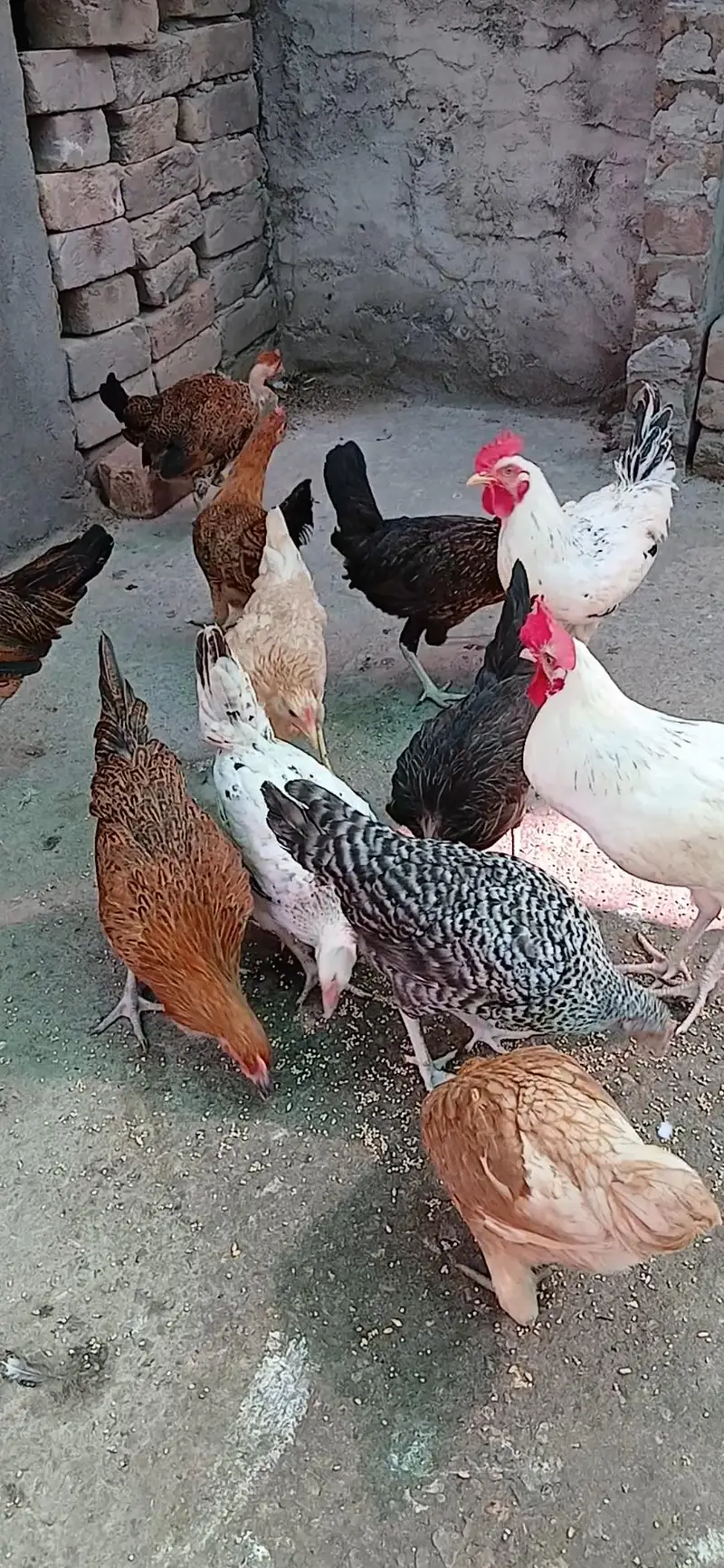 Healthy and active birds for sale — photo 11