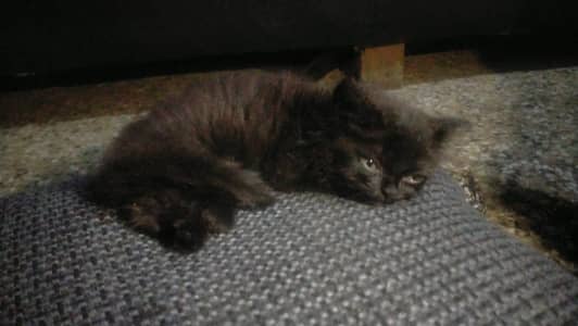 pure persian breed