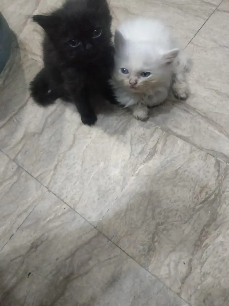 pure persian breed — photo 6