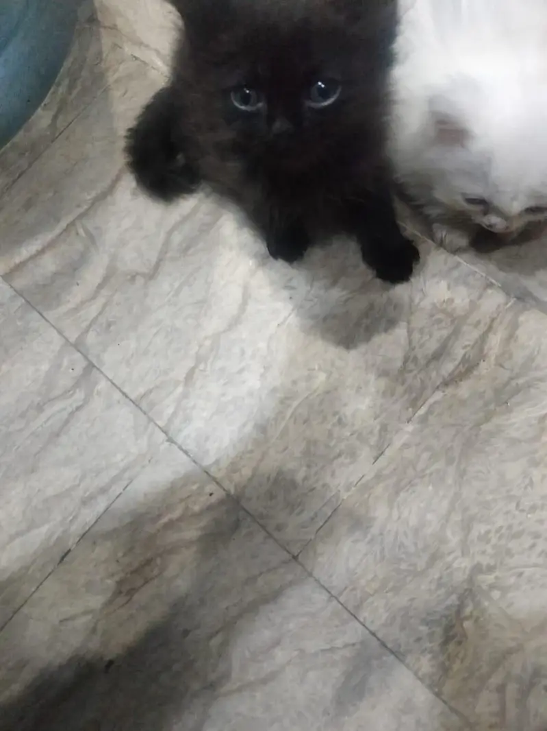 pure persian breed — photo 7