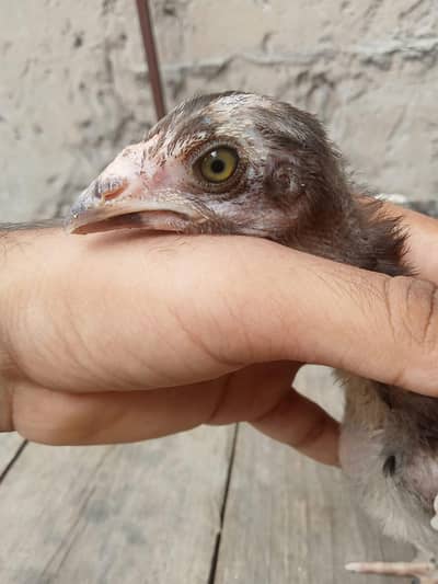 Burmi chicks
