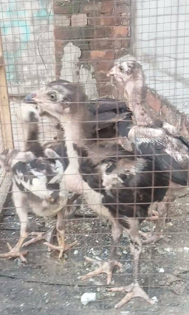 Burmi chicks 2