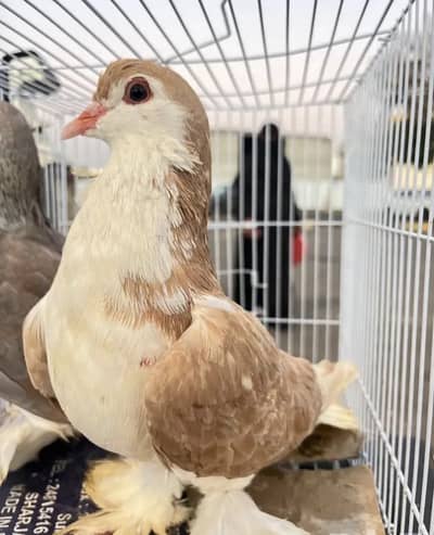 Sherazi pigeons