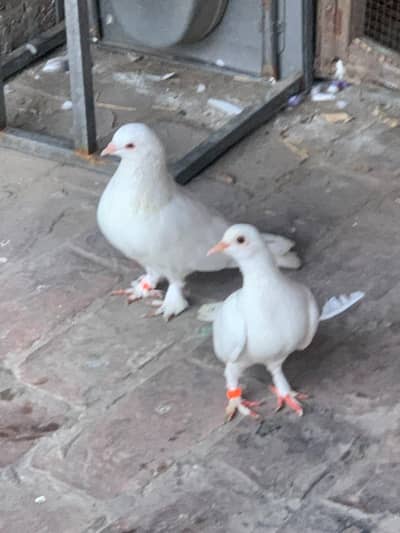 pure white sherazi pair for sale