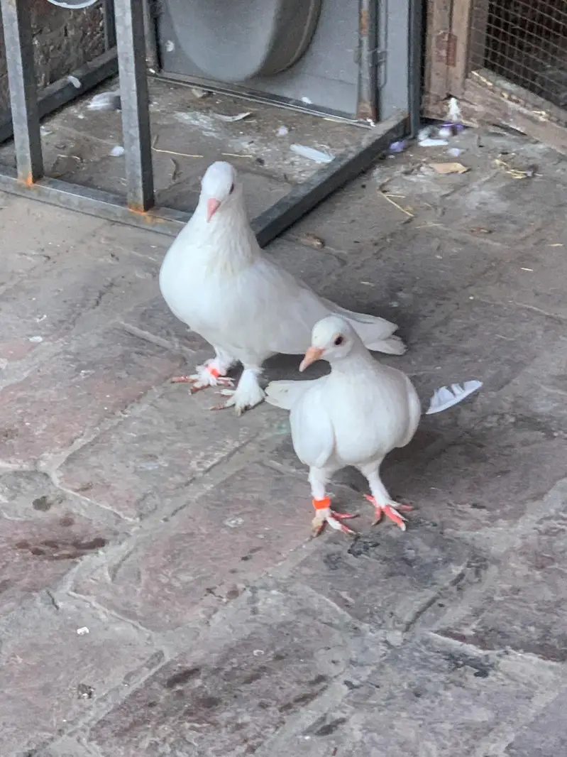 pure white sherazi pair for sale — photo 2