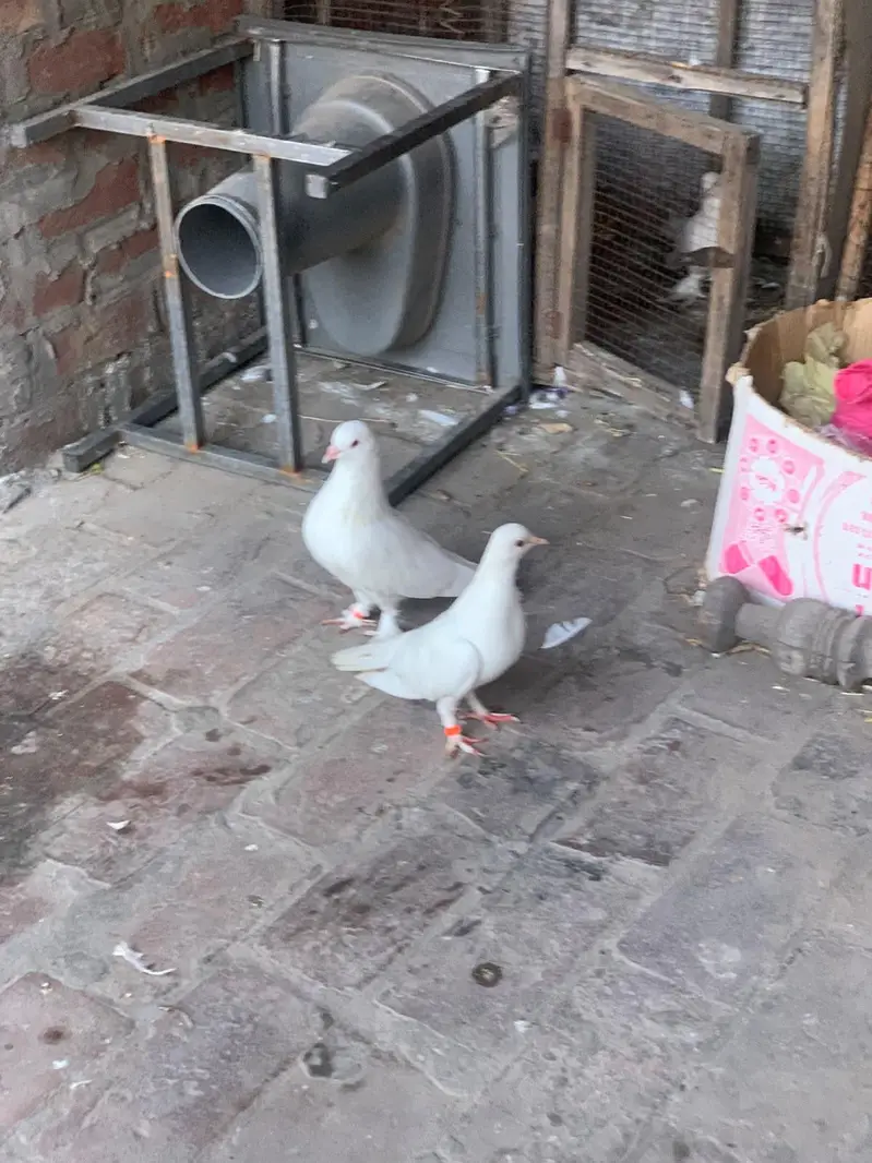 pure white sherazi pair for sale — photo 3