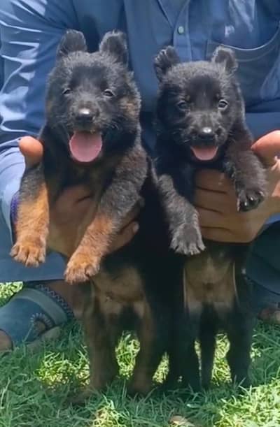 German Shepherd long coat pair for sale