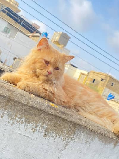 Persian male healthy and active
