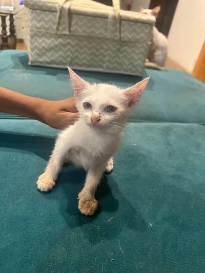 Siamese kitten