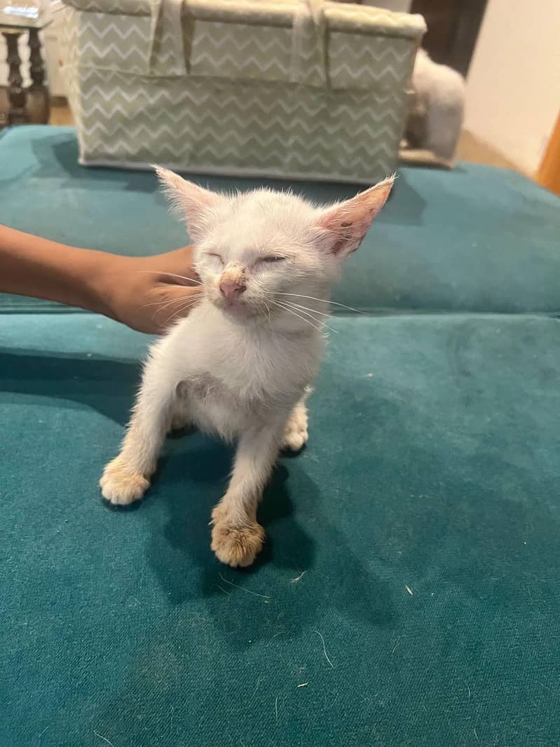 Siamese kitten 1