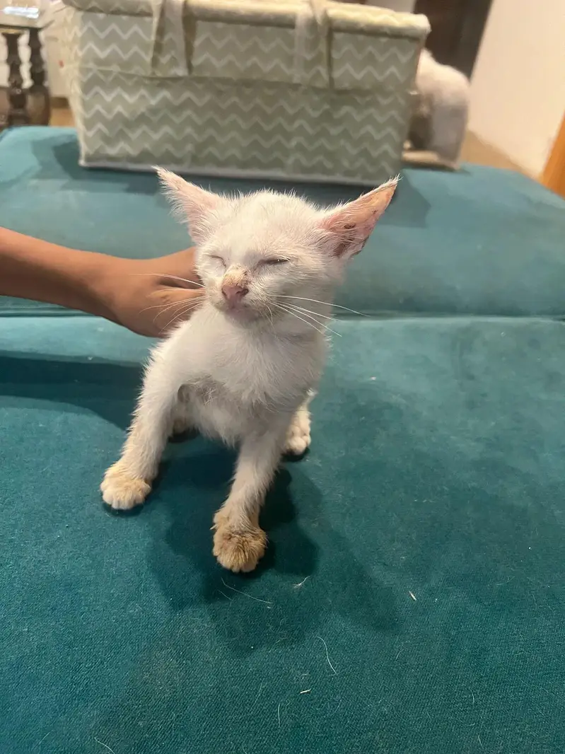 Siamese kitten — photo 2