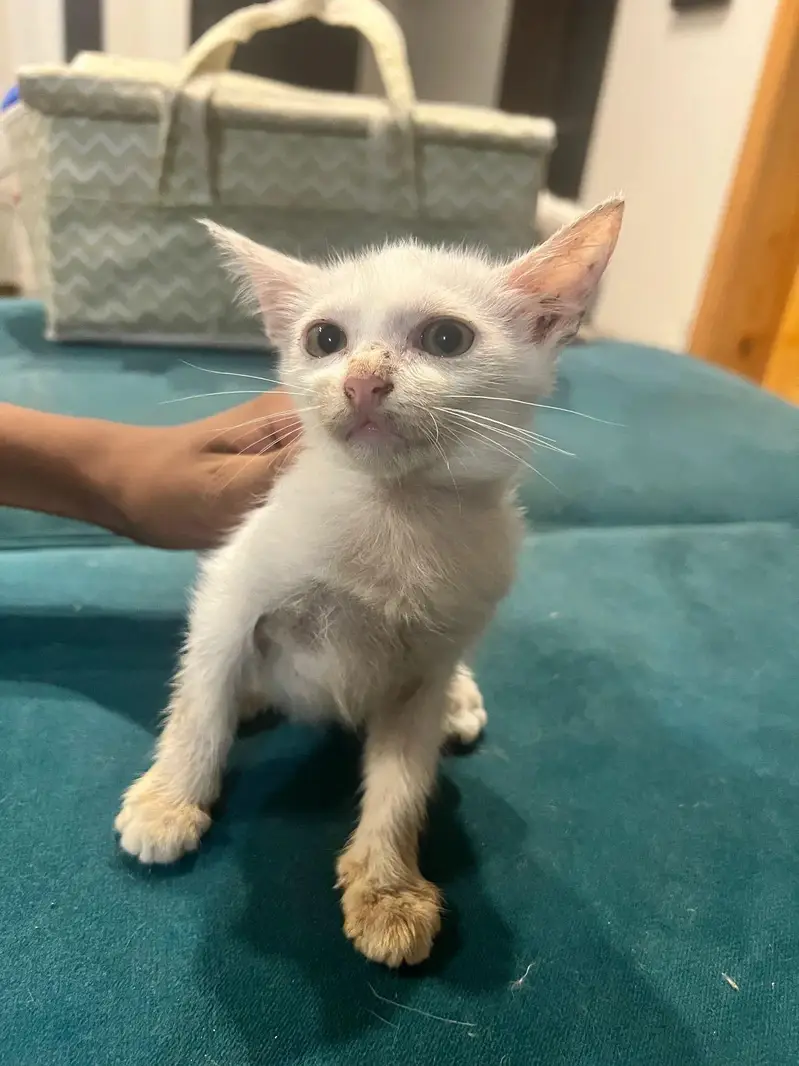 Siamese kitten — photo 3