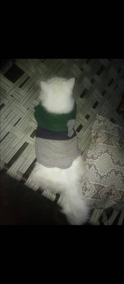 Persian cat ha 1 bar bred kar chuki ha jes bhai ko lienie how rabta