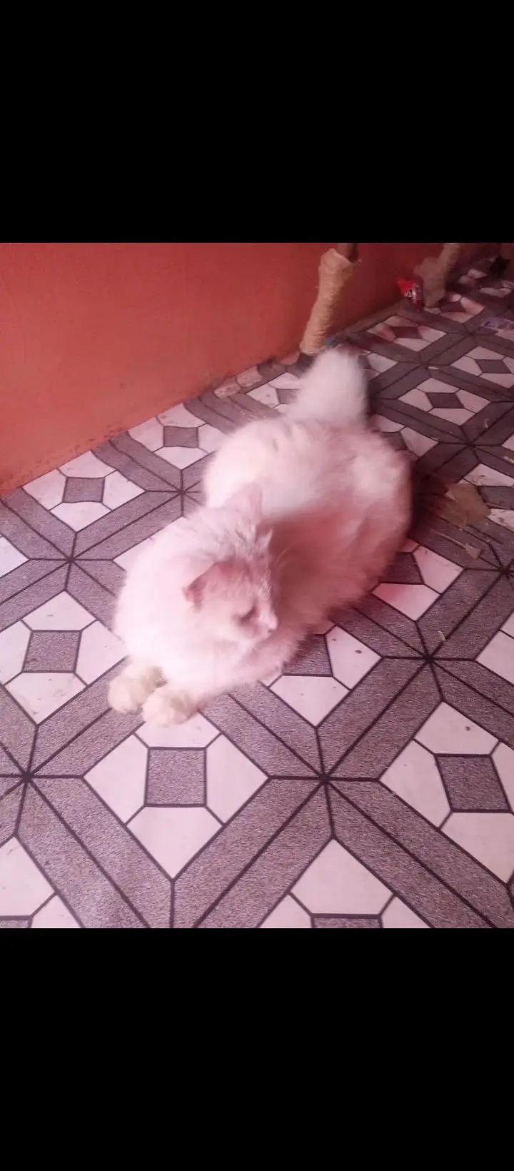 Persian cat ha 1 bar bred kar chuki ha jes bhai ko lienie how rabta — photo 2